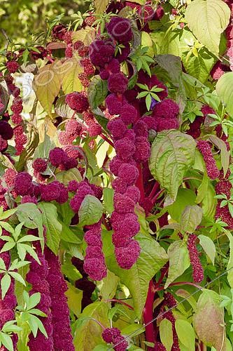 Biosphoto | 2140609 | Amaranthus caudatus 'Pony Tails', flowers | &copy; Alain Kubacsi / Biosphoto