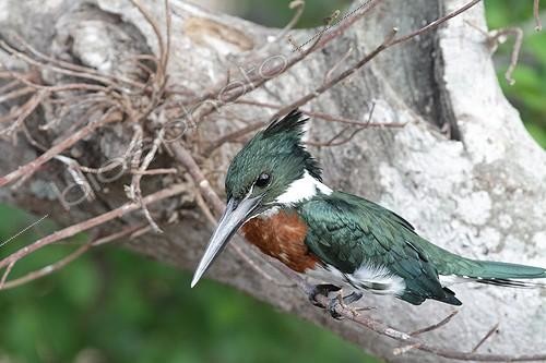 Biosphoto | 1441324 | Amazon kingfisher male on the lookout Venezuela | &copy; Stéphan Bonneau / Biosphoto