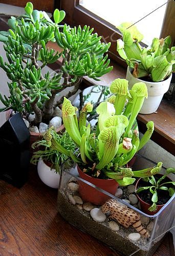 Biosphoto | 2096122 | Ambiance of carnivorous plants in pot | &copy; Lamontagne / Biosphoto