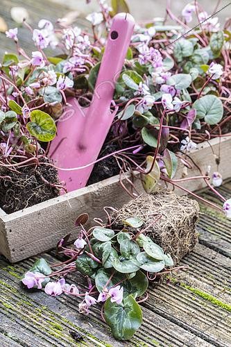 Biosphoto | 2582780 | Ambiance of Cyclamen ready to plant in root ball | &copy; Jean-Michel Groult / Biosphoto