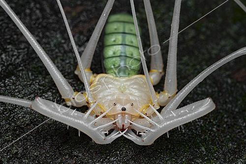 Biosphoto | 2564726 | Amblypigi (Heterophrynus sp) moulting, Kaw, French Guiana. | &copy; Vincent Premel / Biosphoto