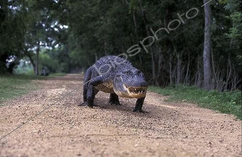 Biosphoto | 30450 | American alligator walking on a path USA | &copy; Philippe Henry / Biosphoto