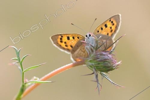 Biosphoto | 1988921 | American copper butterfly on flower - France  | &copy; Guy Piton / Biosphoto