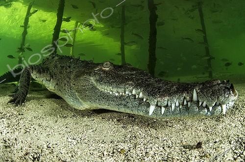 Biosphoto | 2050774 | American Crocodile (Crocodylus acutus), Gardens of the Queen, Cuba | &copy; Mathieu Foulquié / Biosphoto