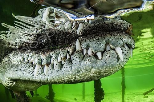 Biosphoto | 2050776 | American Crocodile (Crocodylus acutus), Gardens of the Queen, Cuba | &copy; Mathieu Foulquié / Biosphoto