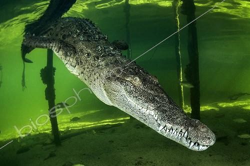 Biosphoto | 2050777 | American Crocodile (Crocodylus acutus), Gardens of the Queen, Cuba | &copy; Mathieu Foulquié / Biosphoto