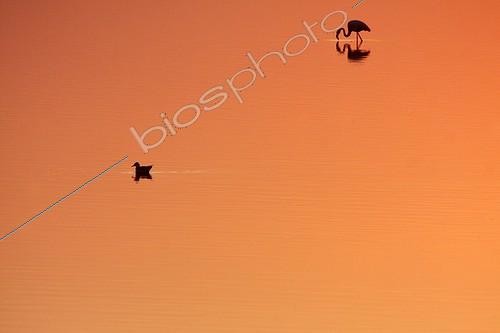 Biosphoto | 917350 | American Flamingo and Black-headed Gull at dawn in swamp | &copy; Pascal Pittorino / Biosphoto