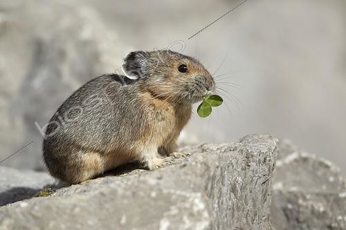 Biosphoto | 1290912 | American Pika munching on clover leaves Jasper NP Canada | &copy; Ignacio Yufera / Biosphoto