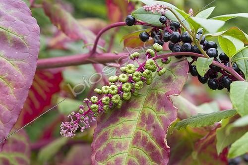 Biosphoto | 589852 | American Pokeweed | &copy; Claudius Thiriet / Biosphoto