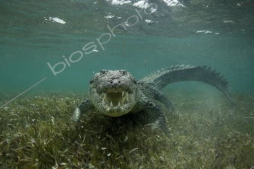 Biosphoto | 2047732 | American saltwater crocodile under water - Caribbean sea | &copy; Mike Korostelev / Biosphoto