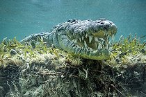 Biosphoto | 2047733 | American saltwater crocodile under water - Caribbean sea | &copy; Mike Korostelev / Biosphoto