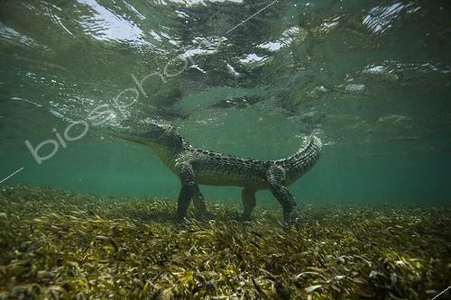 Biosphoto | 2047735 | American saltwater crocodile under water - Caribbean sea | &copy; Mike Korostelev / Biosphoto