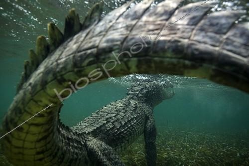 Biosphoto | 2047736 | American saltwater crocodile under water - Caribbean sea Highlight Asferico 2015 | &copy; Mike Korostelev / Biosphoto