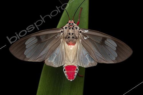 Biosphoto | 2459417 | Amerila (Amerila omissa), imago on a leaf, Kinabalu NP, Borneo, Malaysia | &copy; Frank Deschandol & Philippe Sabine / Biosphoto
