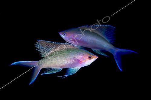 Biosphoto | 1924127 | Amethyst anthias - Tahiti  French Polynesia  | &copy; Fabien Michenet / Biosphoto