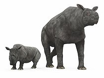 Biosphoto | 2479084 | An adult Paraceratherium (AKA Indricotherium and Baluchitherium) from 30 million years ago is compared to a modern adult White Rhinoceros (Ceratotherium simum). The Paraceratherium is 18 feet tall at the shoulder and weighs 40,000 pounds*, while the White Rhinoceros is 6 feet tall at the shoulder and weighs 7,000 pounds. . Paraceratherium is the largest mammal known to have walked the Earth and are from an extinct family of hornless rhinoceroses that ranged across North America, Europe, and Asia from 60 to 20 million years ago. . * Values are estimates only based upon available paleontological data. | &copy; Walter Myers / Stocktrek Images / Biosphoto