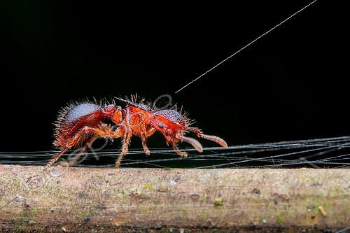 Biosphoto | 2391912 | An ant (Meranoplus sp.) carefully crawling through sticky spider web obstacle. | &copy; Husni Che Ngah / Biosphoto
