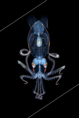 Biosphoto | 2037379 | Ancistrocheirus lesueuri Larvae ; Size: 3 cm<br>Deep : -20m<br><br>BBC Wildlife photographer of the Year: Finalist 2014 - Underwater Species | &copy; Fabien Michenet / Biosphoto