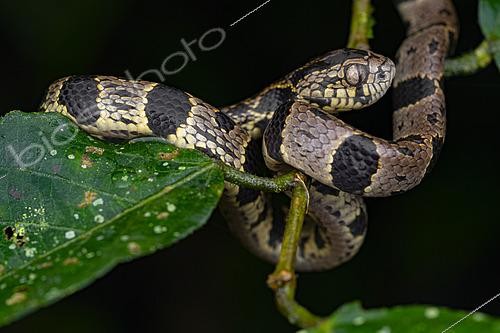 Biosphoto | 2564636 | Andean Snail-Eater (Dipsas andiana), Mindo, Ecuador | &copy; Vincent Premel / Biosphoto
