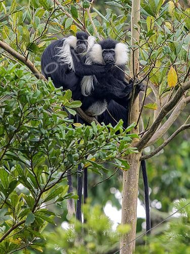 Biosphoto | 2608516 | Angola Colobus (Colobus angolensis), adult pair, Uganda | &copy; Ignacio Yufera / Biosphoto