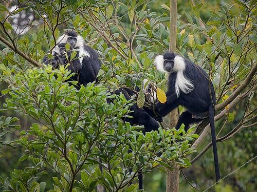 Biosphoto | 2608666 | Angola Colobus (Colobus angolensis), family group with young. Uganda | &copy; Ignacio Yufera / Biosphoto