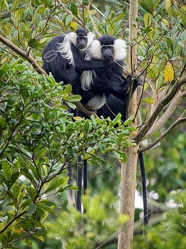 Biosphoto | 2608667 | Angola Colobus (Colobus angolensis), male and female. Uganda | &copy; Ignacio Yufera / Biosphoto