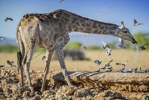 Biosphoto | 2495715 | Angolan giraffe (Giraffa camelopardalis angolensis) drinking at a waterhole, Etosha National Park, Namibia, Africa | &copy; Matthias Graben / imageBROKER / Biosphoto