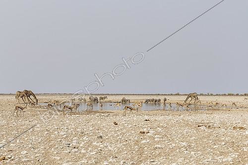 Biosphoto | 2593361 | Angolan giraffes (Giraffa camelopardalis angolensis), Impalas (Aepyceros melampus), Plains zebras (Equus quagga) at the waterhole, Etosha, Namibia | &copy; Christophe Ravier / Biosphoto