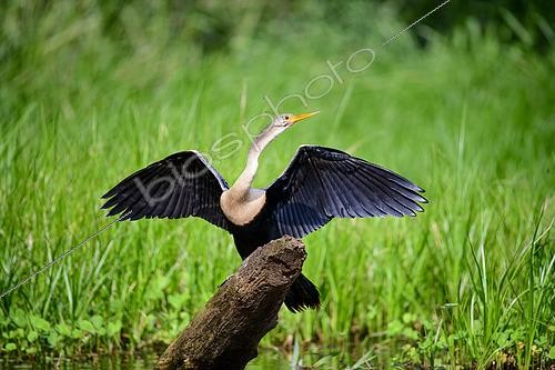 Biosphoto | 2603000 | Anhinga (Anhinga anhinga) with wings open on a log in the river with green grass in the background in Pantanal, Brazil | &copy; Clément Fontaine / Biosphoto