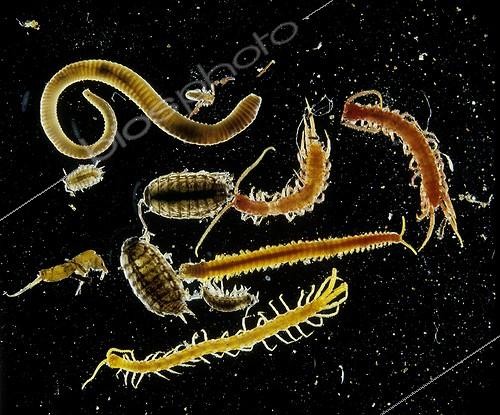 Biosphoto | 70993 | Animals of the small fauna of the ground and the compost France [AT] | &copy; Jean-Michel Labat / Biosphoto