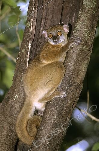 Biosphoto | 681658 | Ankarana sportive lemur (Lepilemur ankaranensis) in hollow trunk, Madagascar. The distribution range is less than 5,000 km², the range is severely fragmented, and there is continuing decline. | &copy; Dominique Halleux / Biosphoto