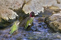 Biosphoto | 2404249 | Anna's Hummingbird (Calypte anna) bathing, Arizona, USA | &copy; E.J. Peiker / BIA / Biosphoto