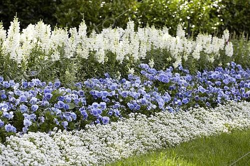 Biosphoto | 2162773 | Annual border | &copy; Visions Pictures / Biosphoto