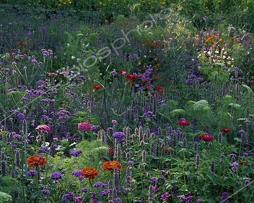 Biosphoto | 1208660 | Annuals flowerbed in bloom in a garden ; Landscaper: Eric Ossart | &copy; Gilles Le Scanff & Joëlle-Caroline Mayer / Biosphoto