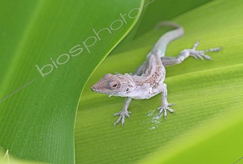 Biosphoto | 2086638 | Anolis marmoratus setosus moulting | &copy; André Pascal / Biosphoto