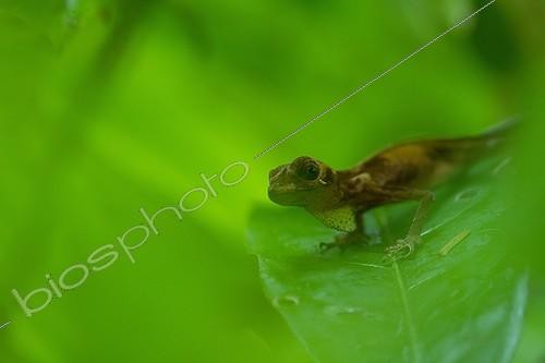 Biosphoto | 1807429 | Anolis on a leaf in the forest in French Guiana  | &copy; Quentin Martinez / Biosphoto