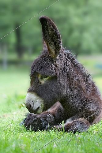 Biosphoto | 955175 | Anon du Poitou couché dans un pré  France | &copy; Bruno Mathieu / Biosphoto
