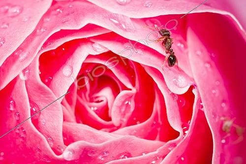 Biosphoto | 1987557 | Ant and Aphid on Rose covered with water drops after rain | &copy; Benoît Personnaz / Biosphoto