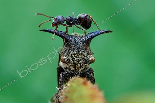 Biosphoto | 2391996 | Ant (Dolichoderus sp) climbing on top of horned treehopper (Leptocentrus sp) | &copy; Husni Che Ngah / Biosphoto