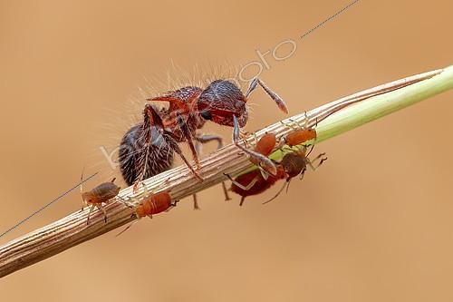 Biosphoto | 2391988 | Ant (Meranoplus sp.) tending aphids (Aphidoidea) on grass chute. | &copy; Husni Che Ngah / Biosphoto