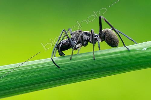 Biosphoto | 2392023 | Ant-mimicking Jumping Spider (Myrmarachne maxillosa) on Lalang Grass (Rhizoma Imperatae), Taman Metropolitan Relau, Pulau Pinang, Peninsular, Malaysia. | &copy; Husni Che Ngah / Biosphoto