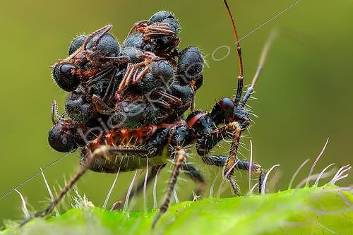 Biosphoto | 2391971 | Ant snatching assassin bug (Acanthaspis petax) carrying ants' corpses on its back for camouflage. | &copy; Husni Che Ngah / Biosphoto