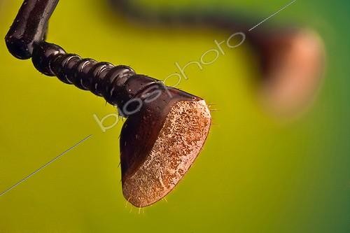 Biosphoto | 1289314 | Antenna of a Red palm weevil ; Rhynchophorus ferrugineus or red palm weevil; it is killing all palm trees in Spain, originary from South east Asia it is believed it came to Spain in some imported palm trees from Egypt. <br>Image digitally manipullated. <br> | &copy; Francisco Javier Torrent Andres / Visual and Written - Photo Collection / Biosphoto