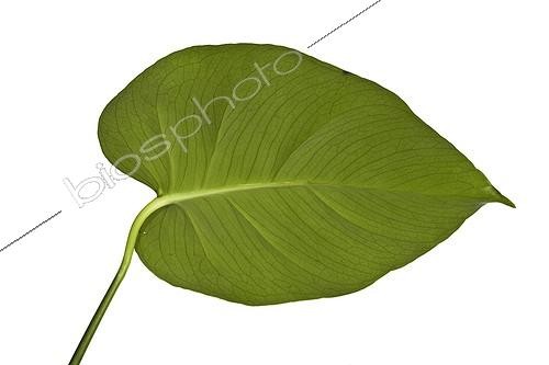 Biosphoto | 562228 | Anthurium leaf in studio | &copy; Claudius Thiriet / Biosphoto