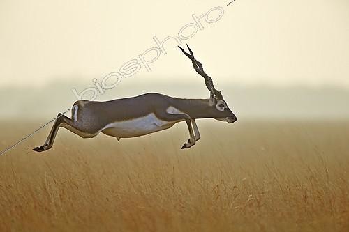 Biosphoto | 2043239 | Antilope cervicapre sautant dans la savane - Velavadar Inde | &copy; Sylvain Cordier / Biosphoto