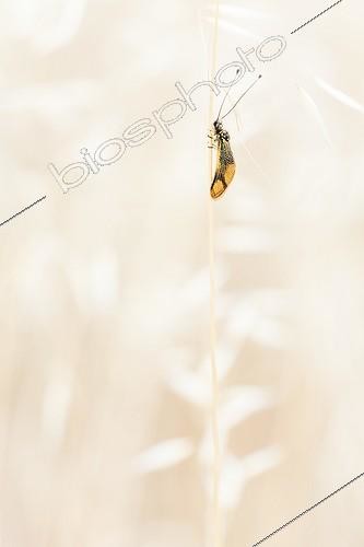 Biosphoto | 2027318 | Antlion on stem in scrubland - France | &copy; Patrick Goujon / Biosphoto