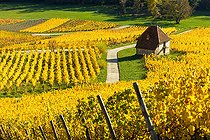 Biosphoto | 2558136 | AOC vineyard of Château-Chalon, Savagnin grape variety,, capital of Vin Jaune, Jura, France | &copy; Stéphane Godin / Biosphoto