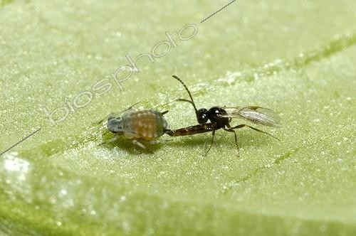 Biosphoto | 293980 | Aphid parasitoid laying an egg in a Melon Aphid | &copy; Jean-Claude Malausa / Biosphoto