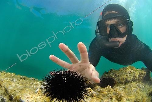 Biosphoto | 685989 | Apneiste pretending to touch a sea urchin Mediterranean Sea | &copy; Mathieu Foulquié / Biosphoto