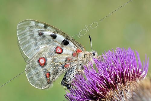 Biosphoto | 2610552 | Apollo (Parnassius apollo) on flower, Pyrenees, France | &copy; Claude Balcaen / Biosphoto